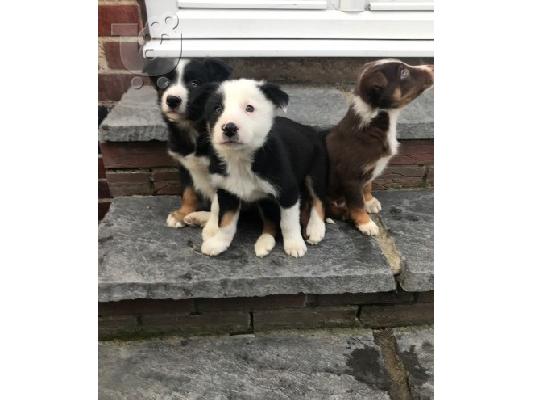 Κουτάβια Border Collie